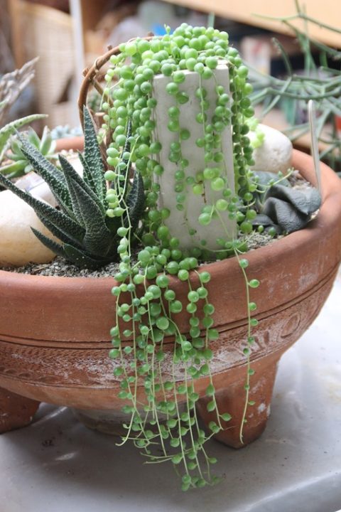 String of Pearls - Senecio  Harddy Succulent and Cactus Spotlight blog